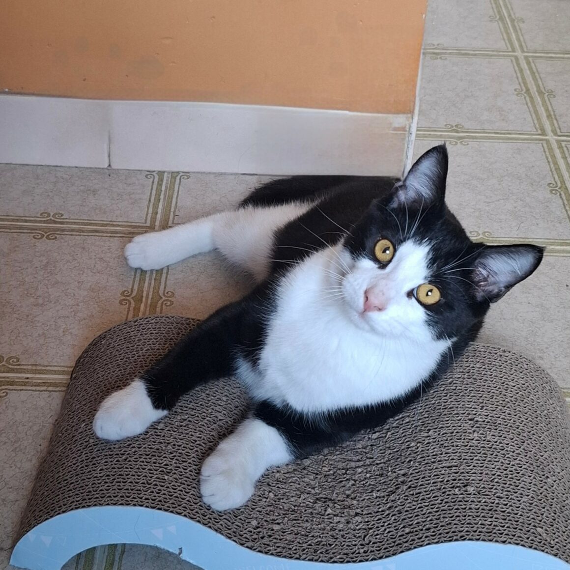 BIPBIP – chaton