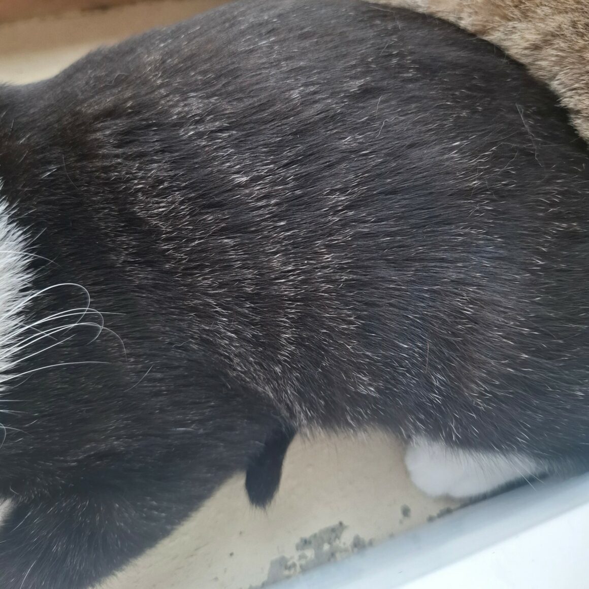 BIPBIP1 BIPBIP – chaton
