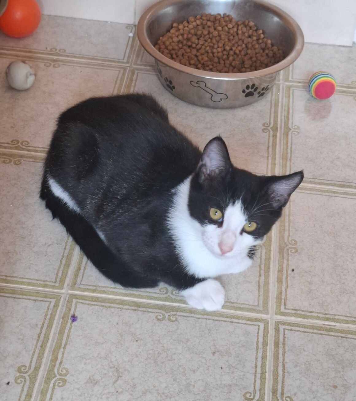 BIPBIP3 BIPBIP – chaton