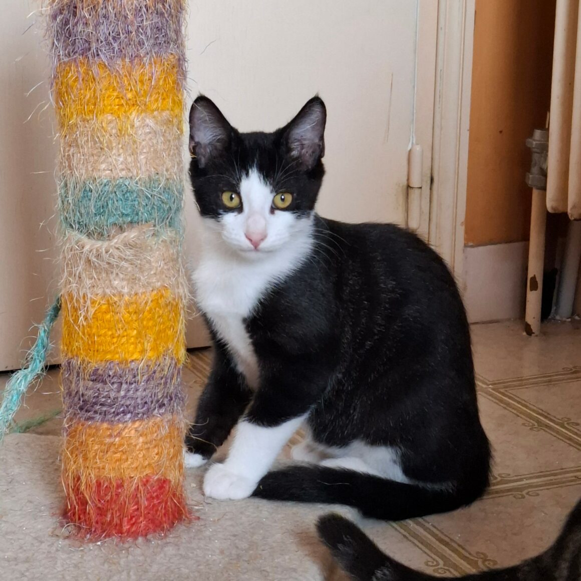 BIPBIP4 BIPBIP – chaton