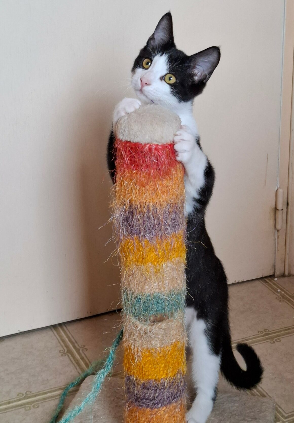 BIPBIP5 BIPBIP – chaton