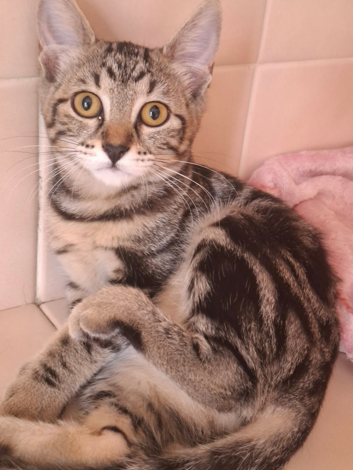 BIQUETTE – chaton
