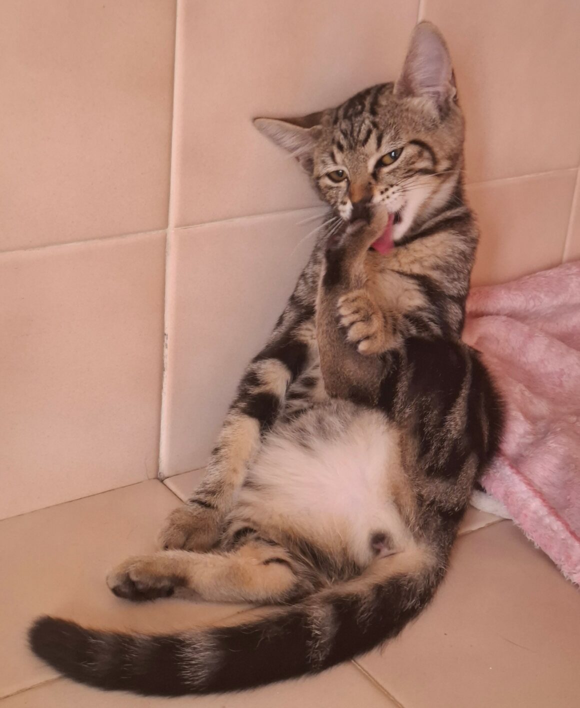 BIQUETTE – chaton