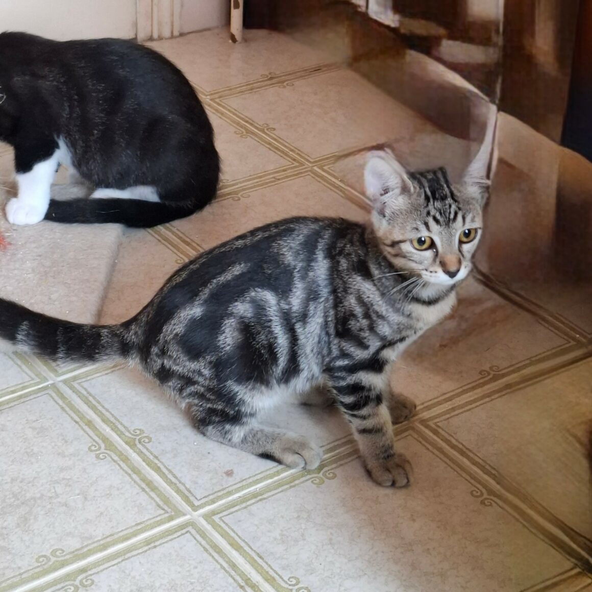 BIQUETTE – chaton