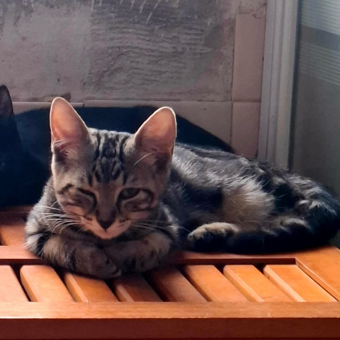 BIQUETTE – chaton