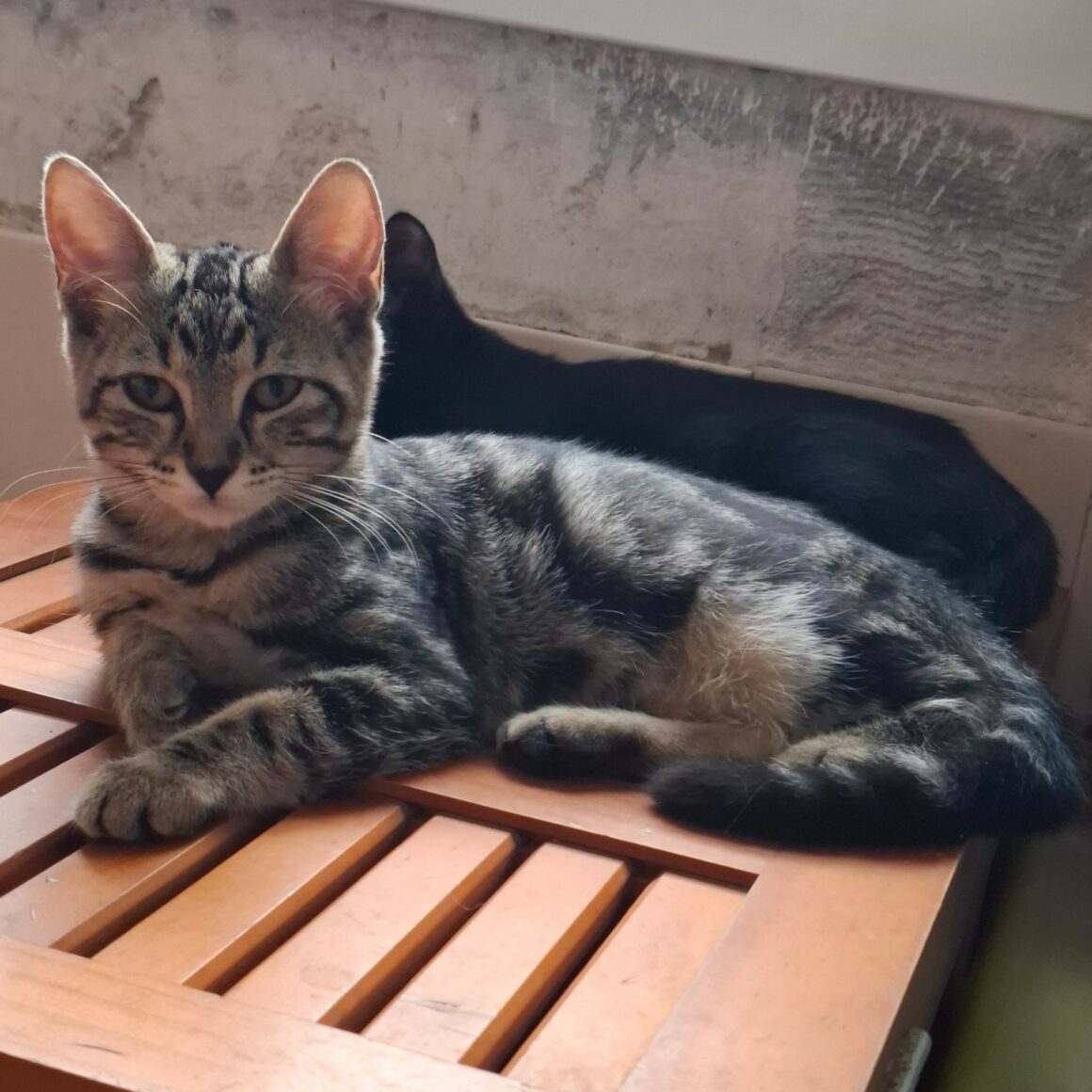 BIQUETTE – chaton