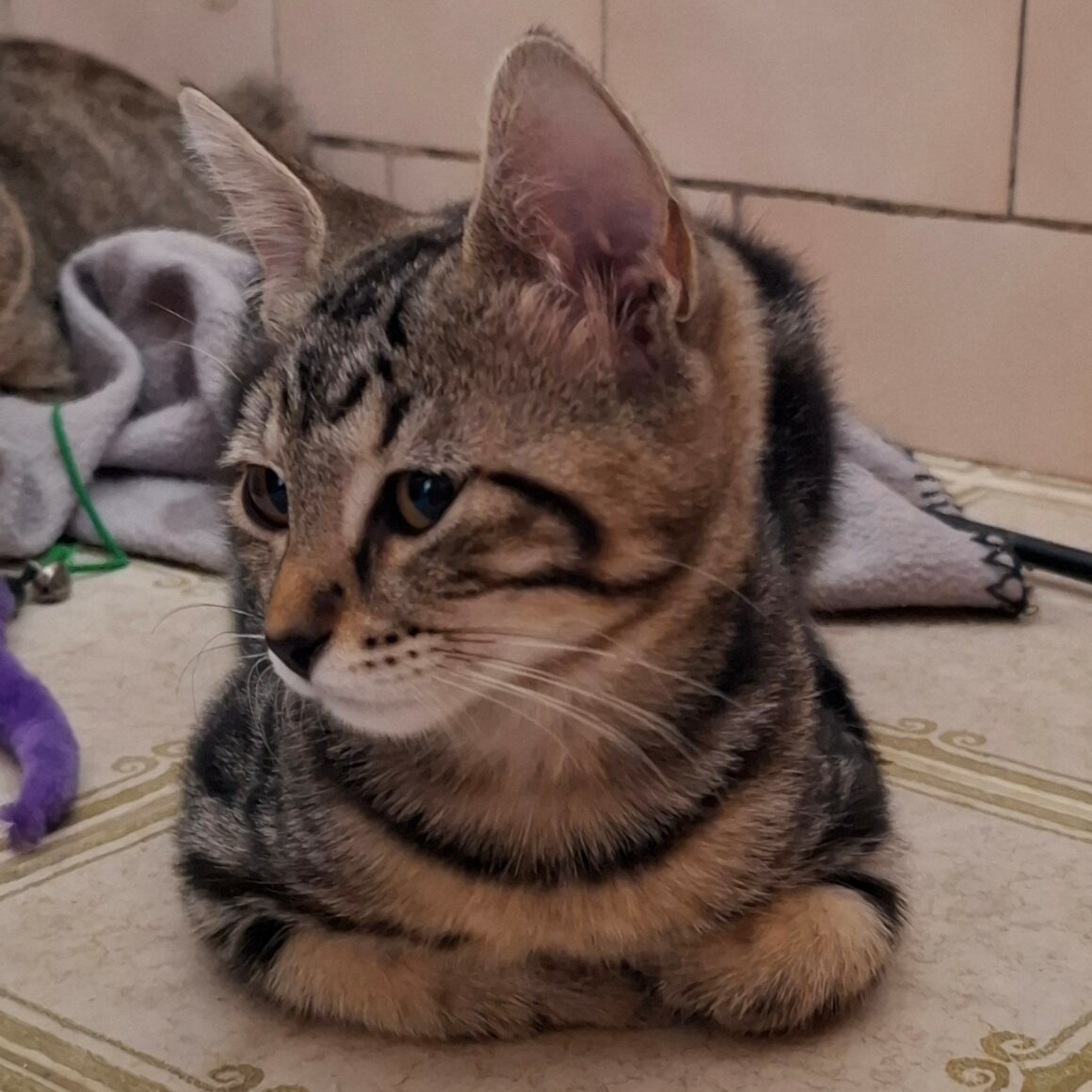 BIQUETTE – chaton