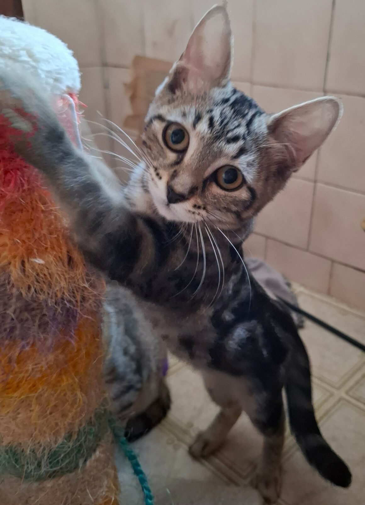 BIQUETTE – chaton