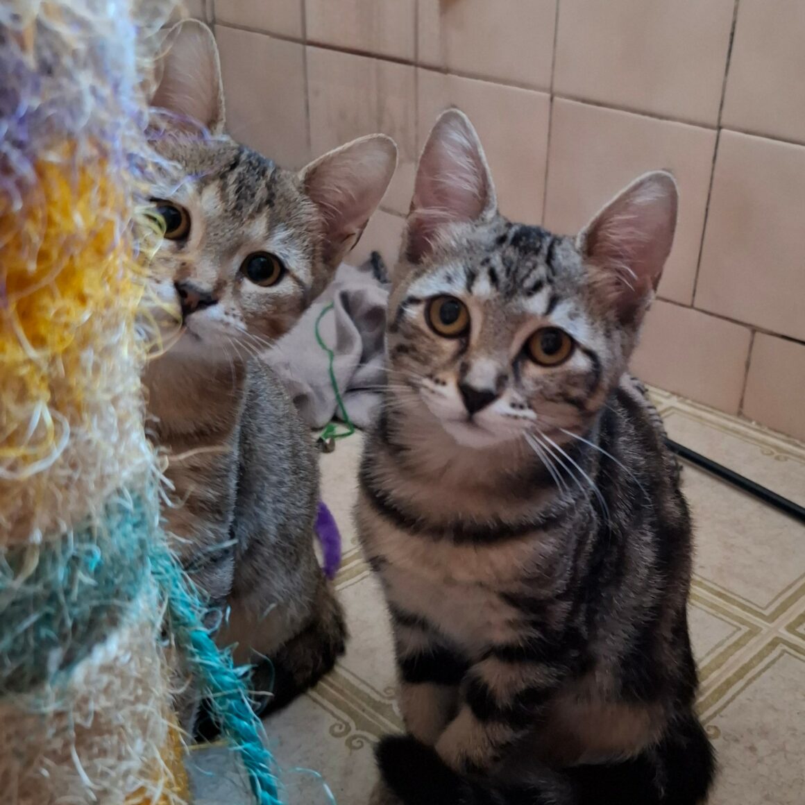 BIQUETTE – chaton