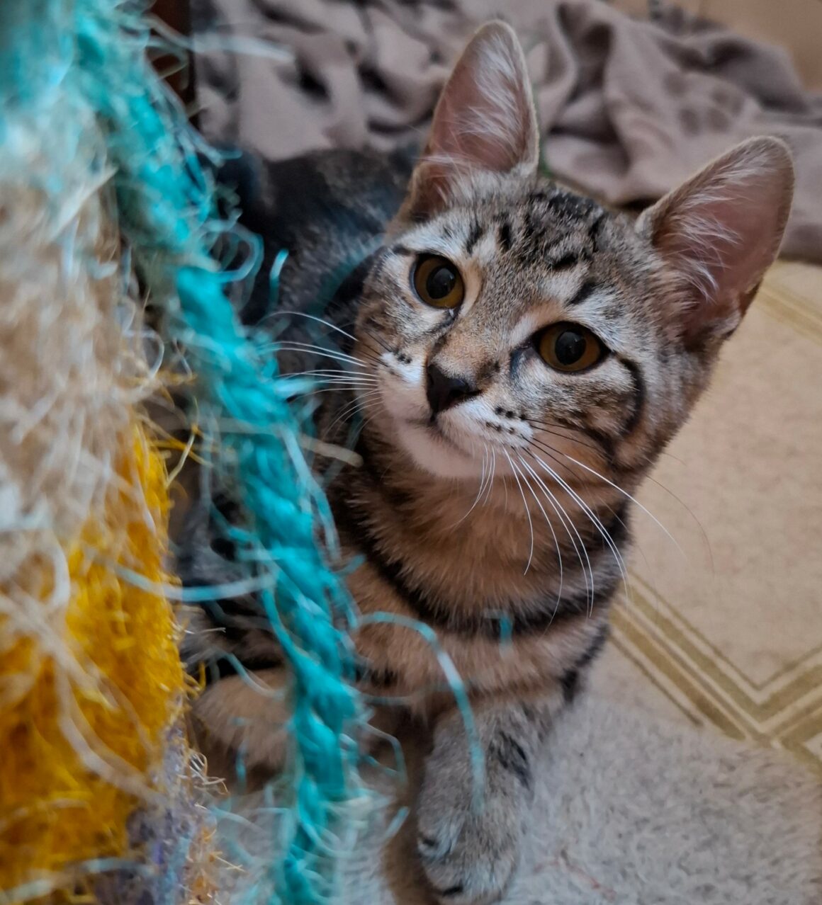 BIQUETTE – chaton