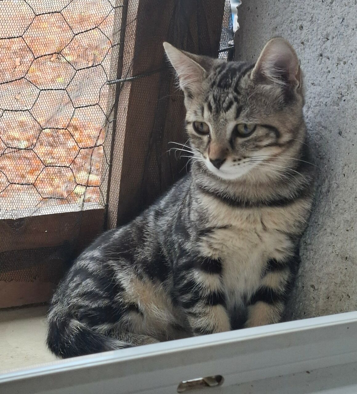 BIQUETTE – chaton