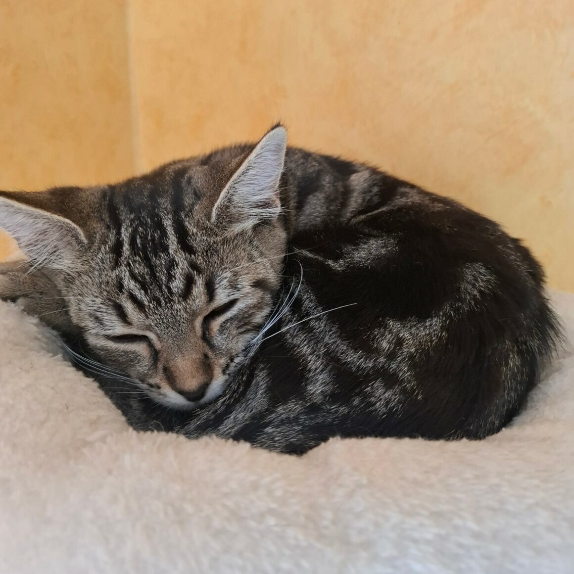 BIQUETTE – chaton