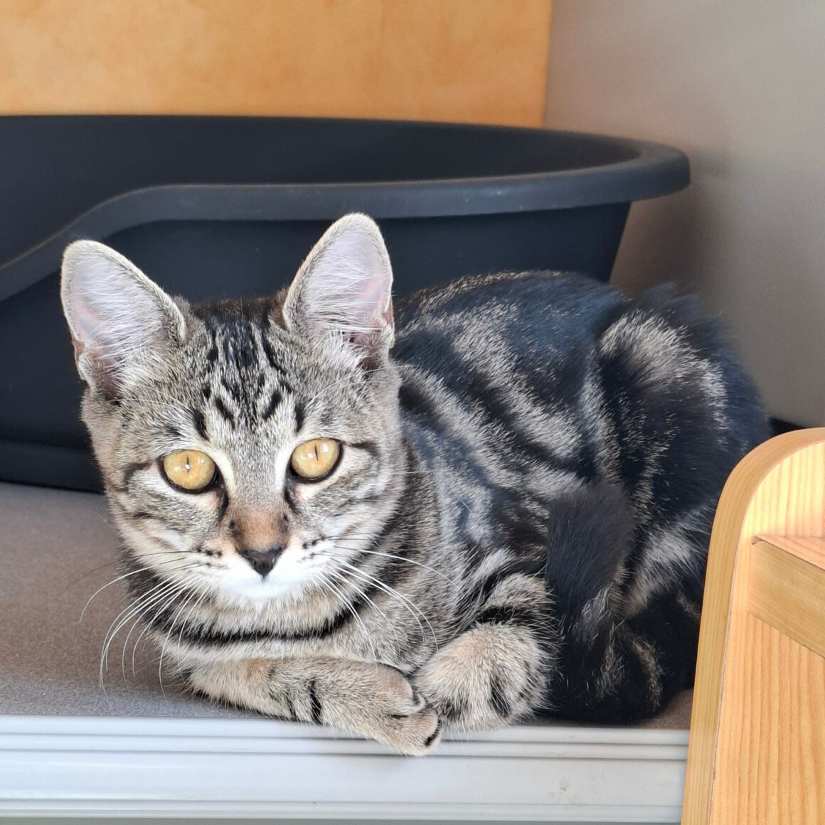 BIQUETTE – chaton