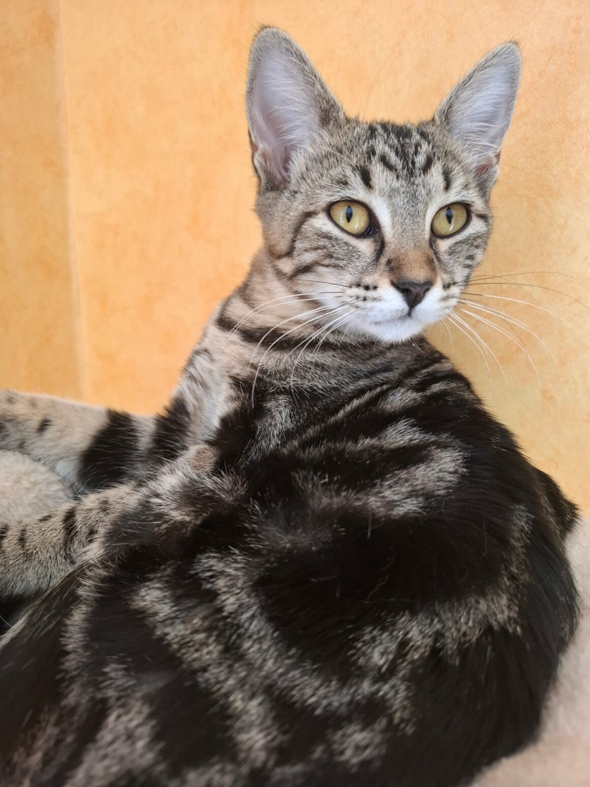 BIQUETTE – chaton
