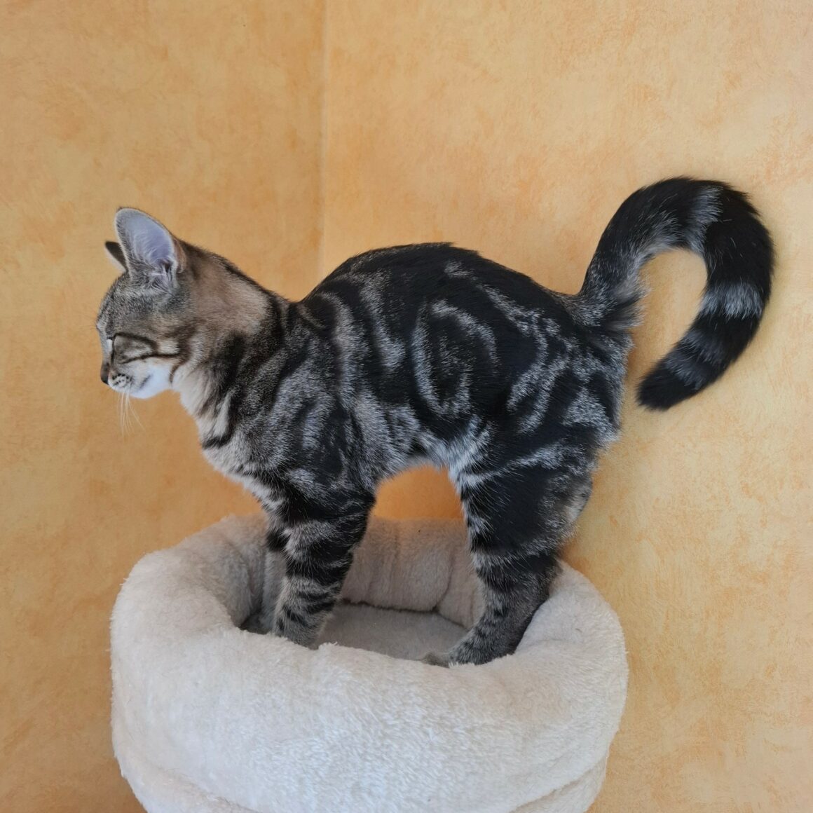 BIQUETTE – chaton