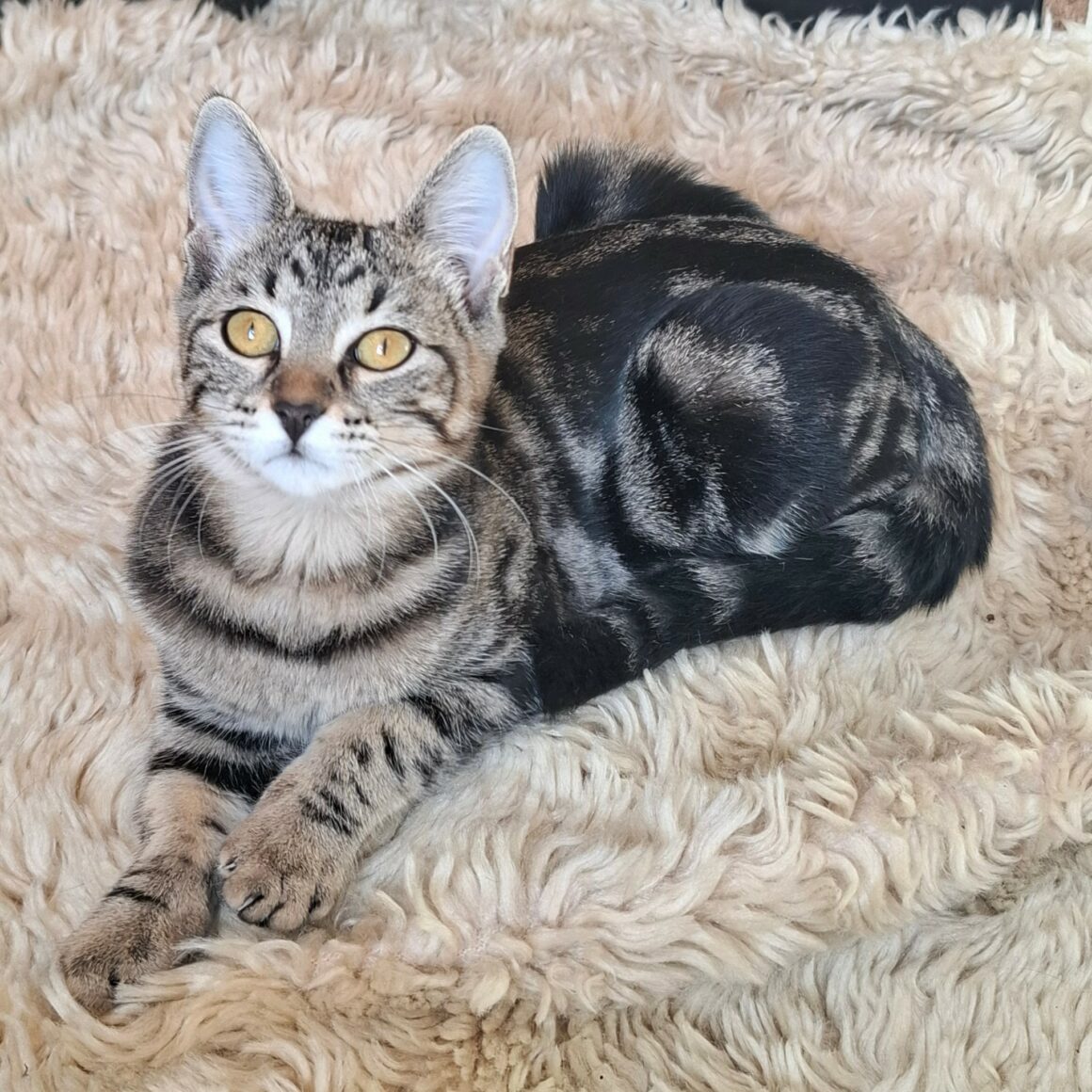 BIQUETTE – chaton