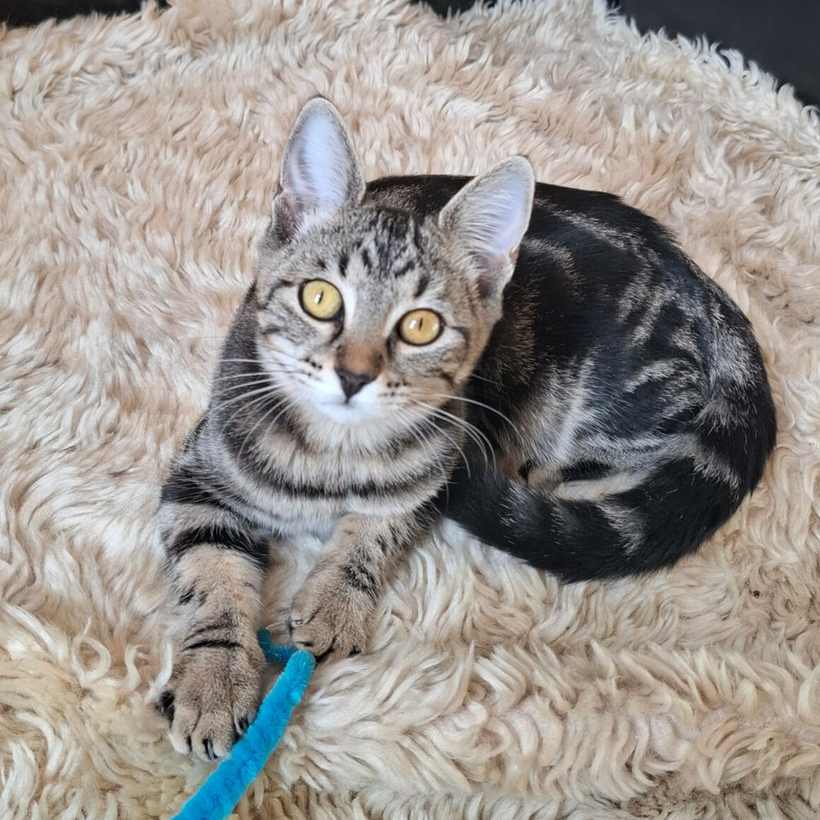 BIQUETTE – chaton