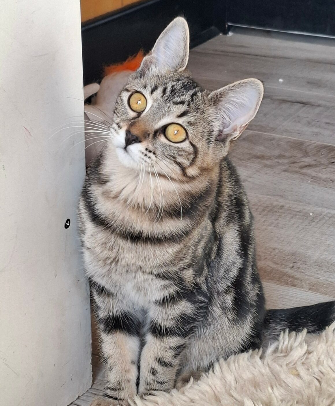 BIQUETTE – chaton