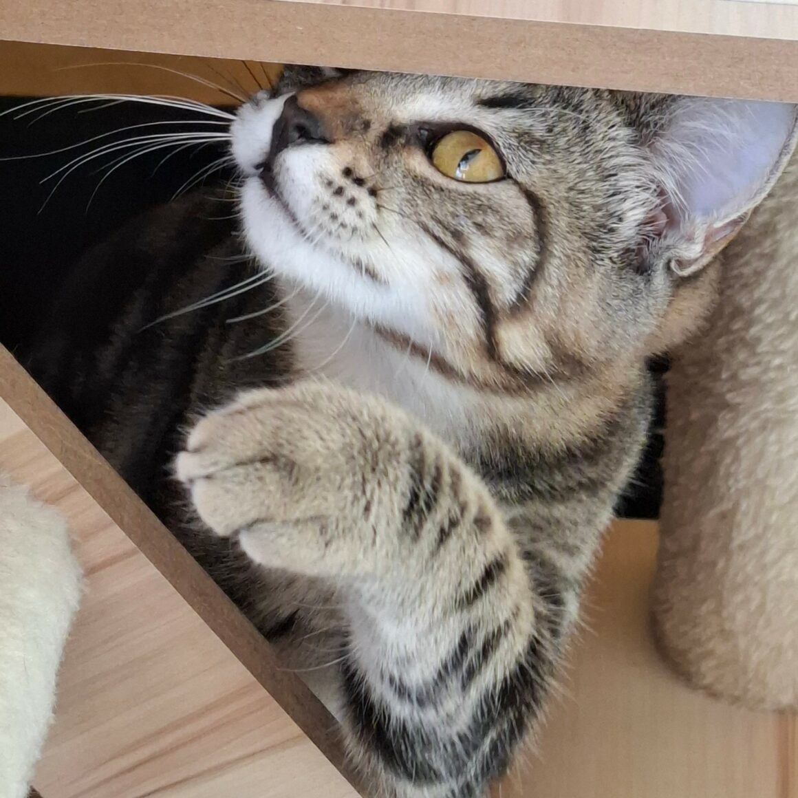 BIQUETTE – chaton