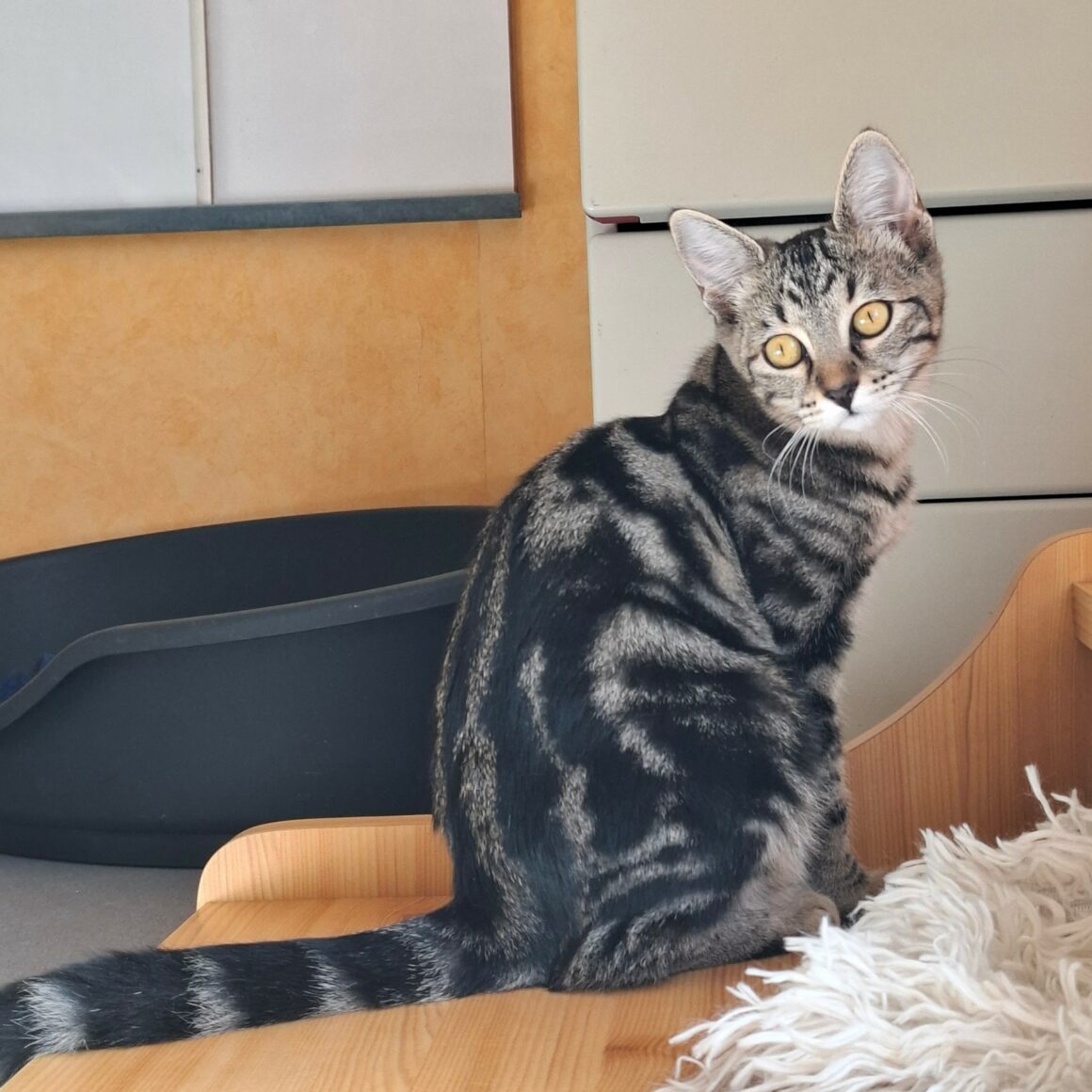 BIQUETTE – chaton