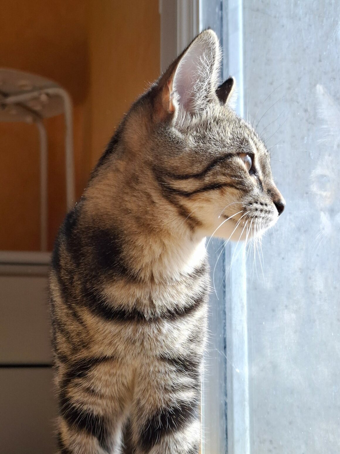 BIQUETTE – chaton