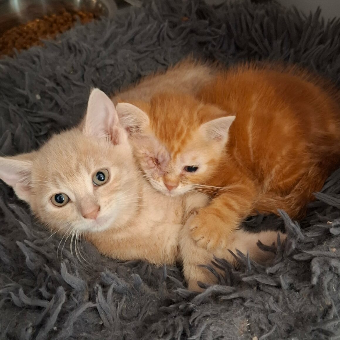 BIRATE – chaton