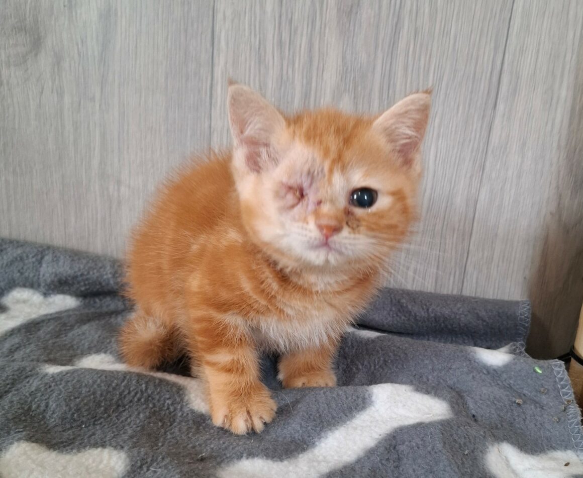BIRATE – chaton