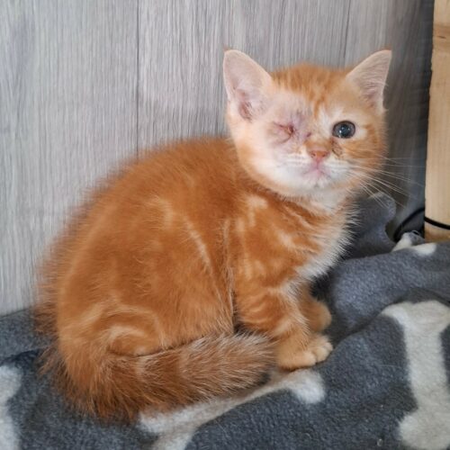 BIRATE3 BIRATE – chaton