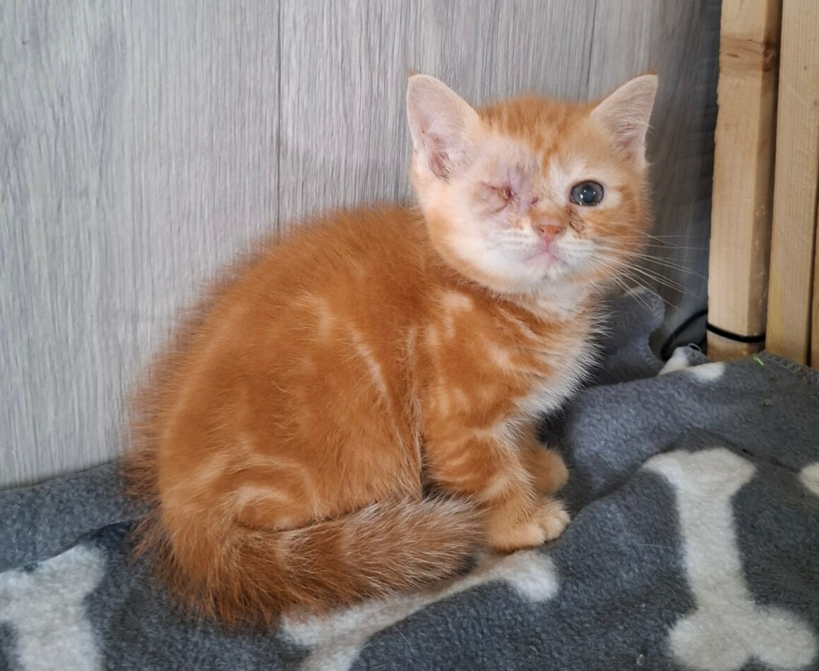 BIRATE – chaton