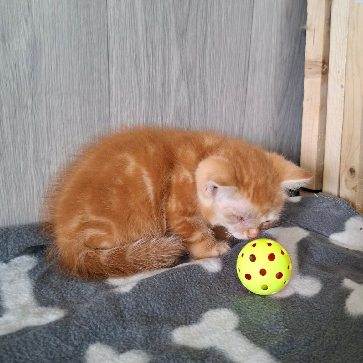 BIRATE – chaton
