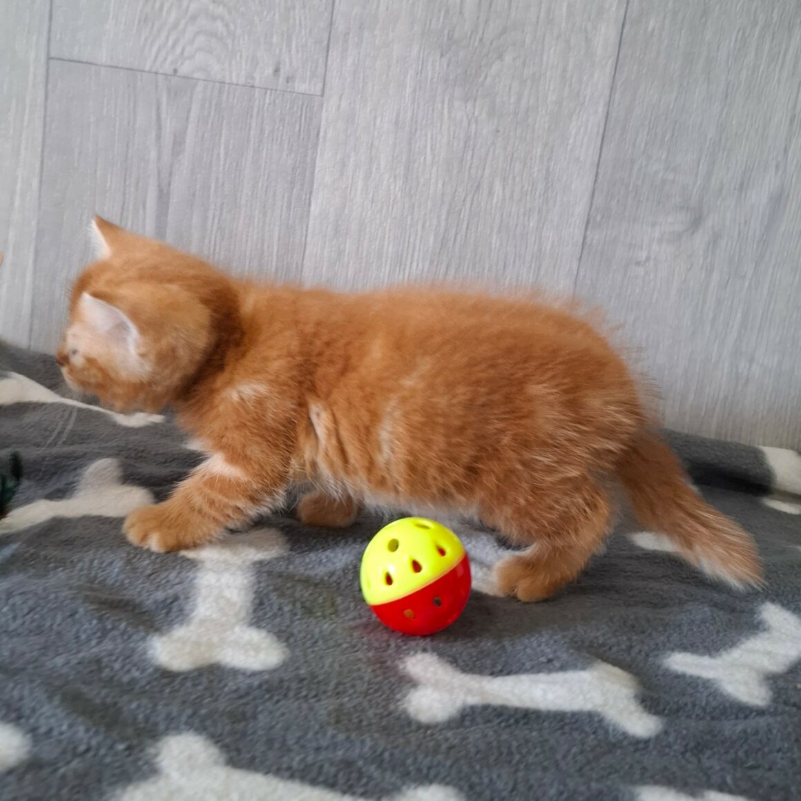BIRATE – chaton