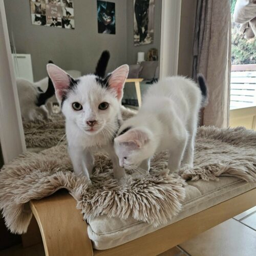 BLINYS – chaton