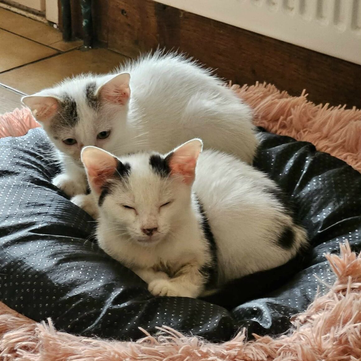 BLINYS – chaton