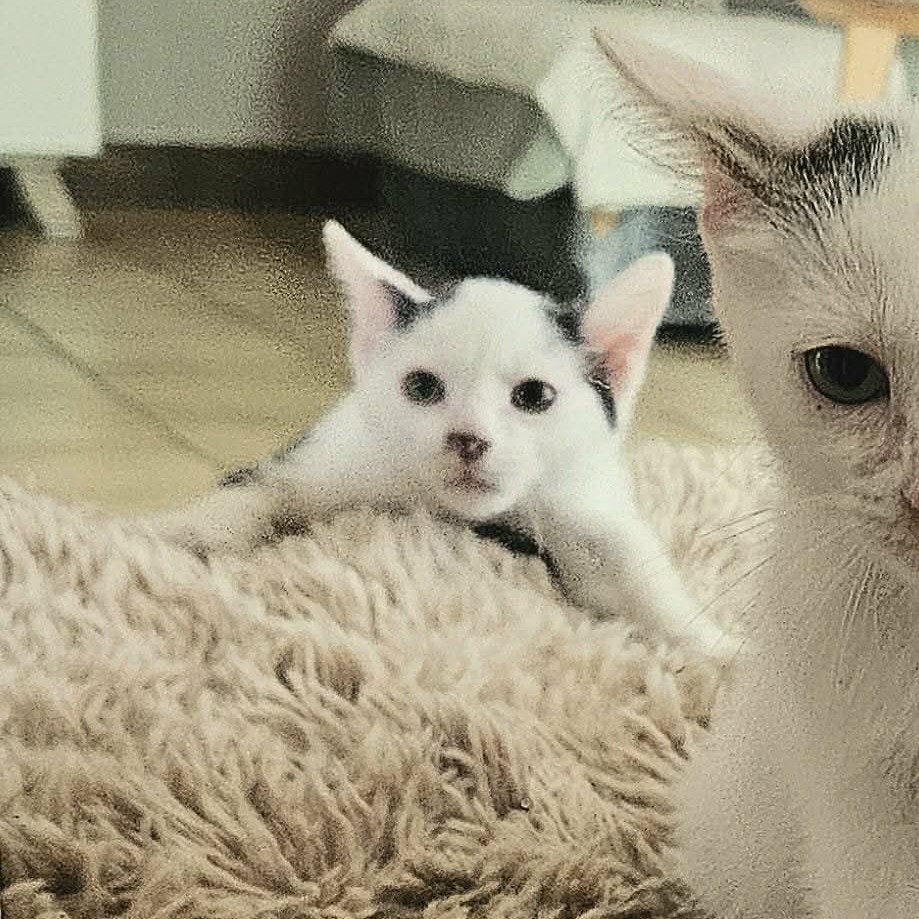 BLINYS – chaton