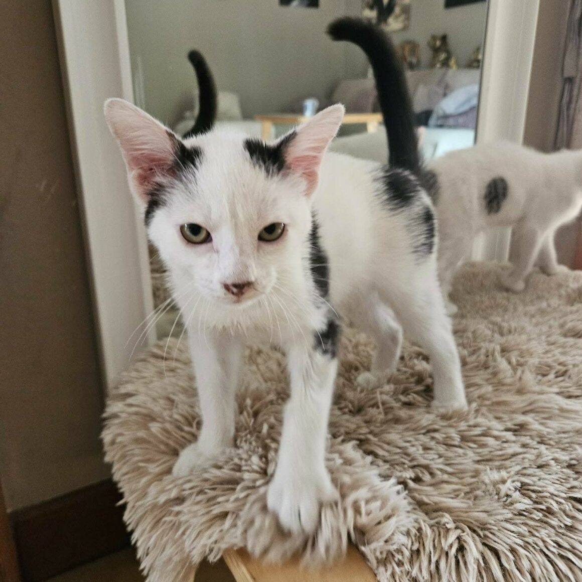 BLINYS – chaton