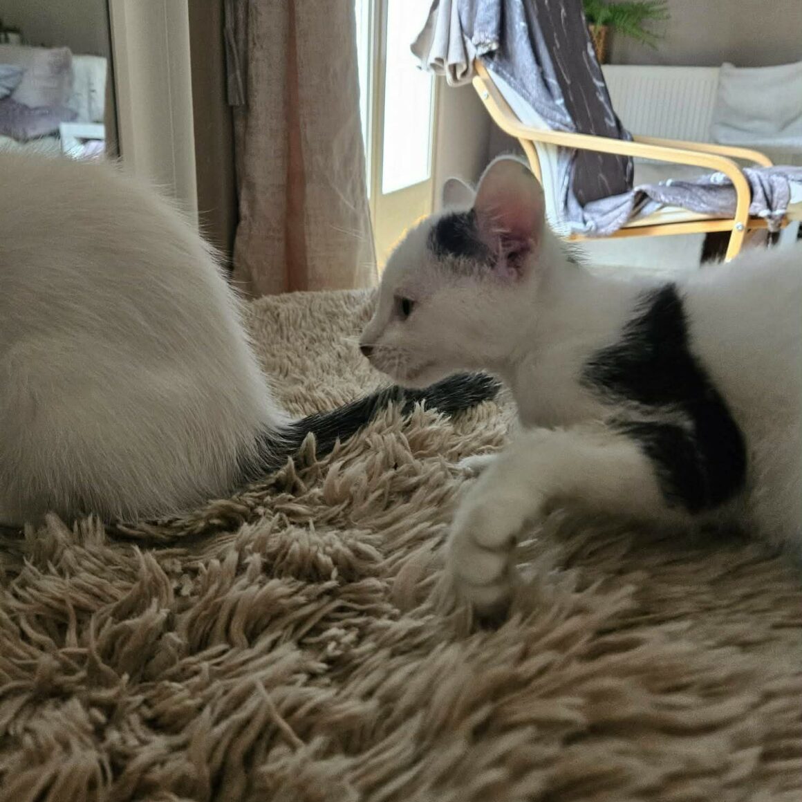 BLINYS – chaton