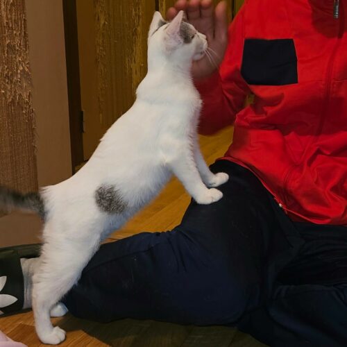 BLINYS – chaton