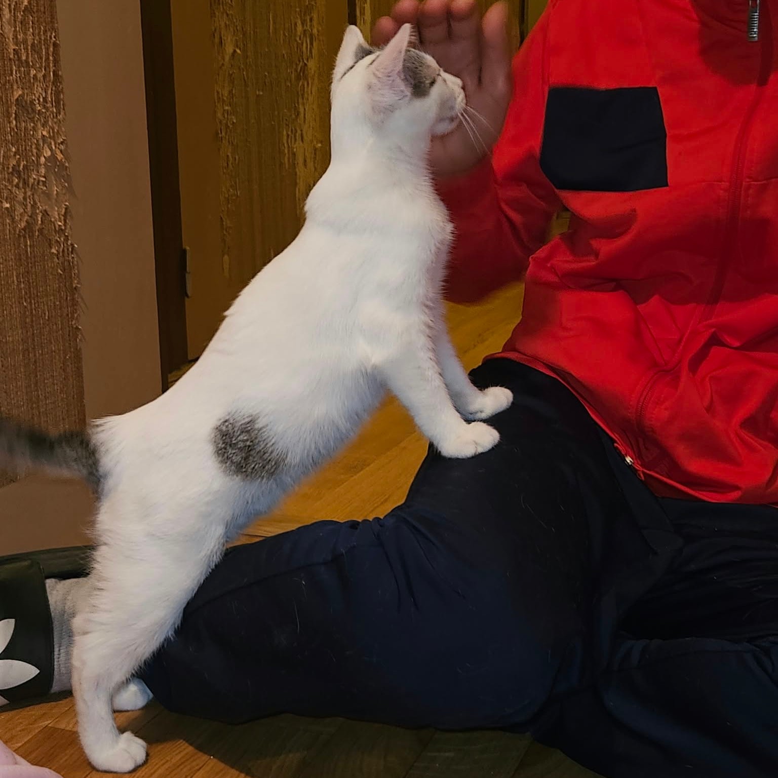 BLINYS – chaton