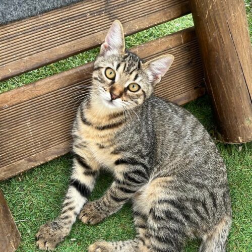 BLIZZI – Chaton adoptée