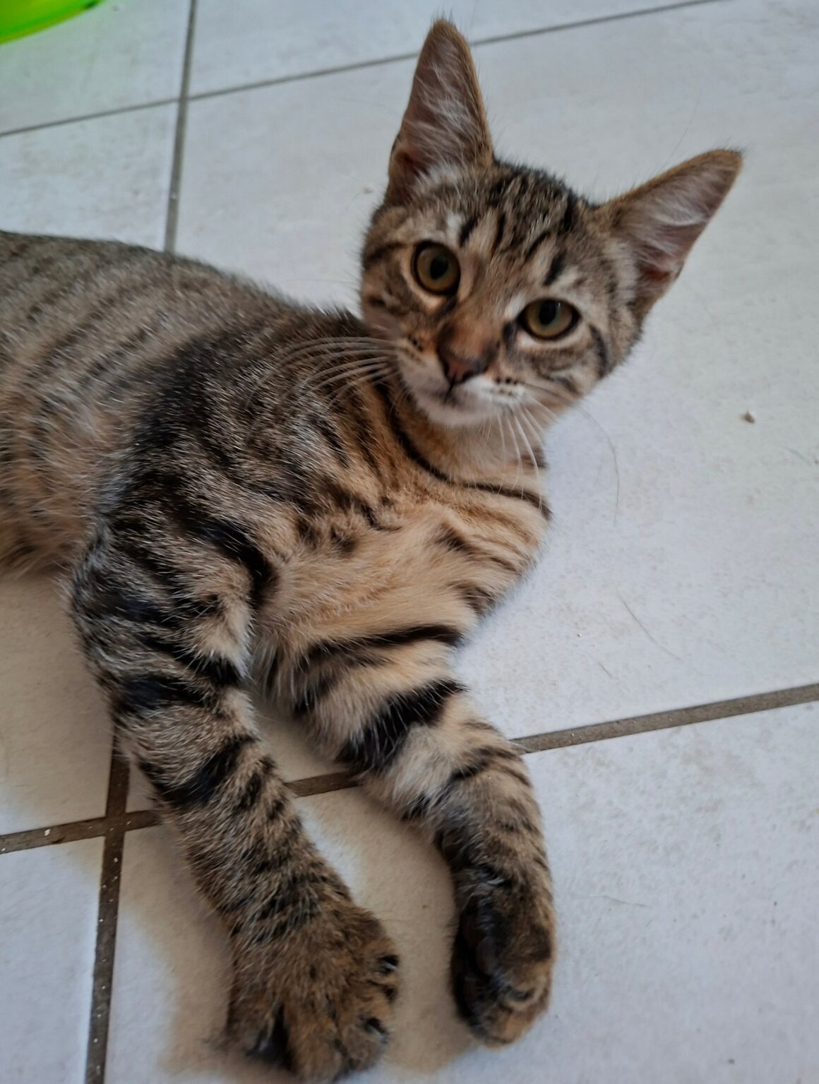 BLIZZI – Chaton
