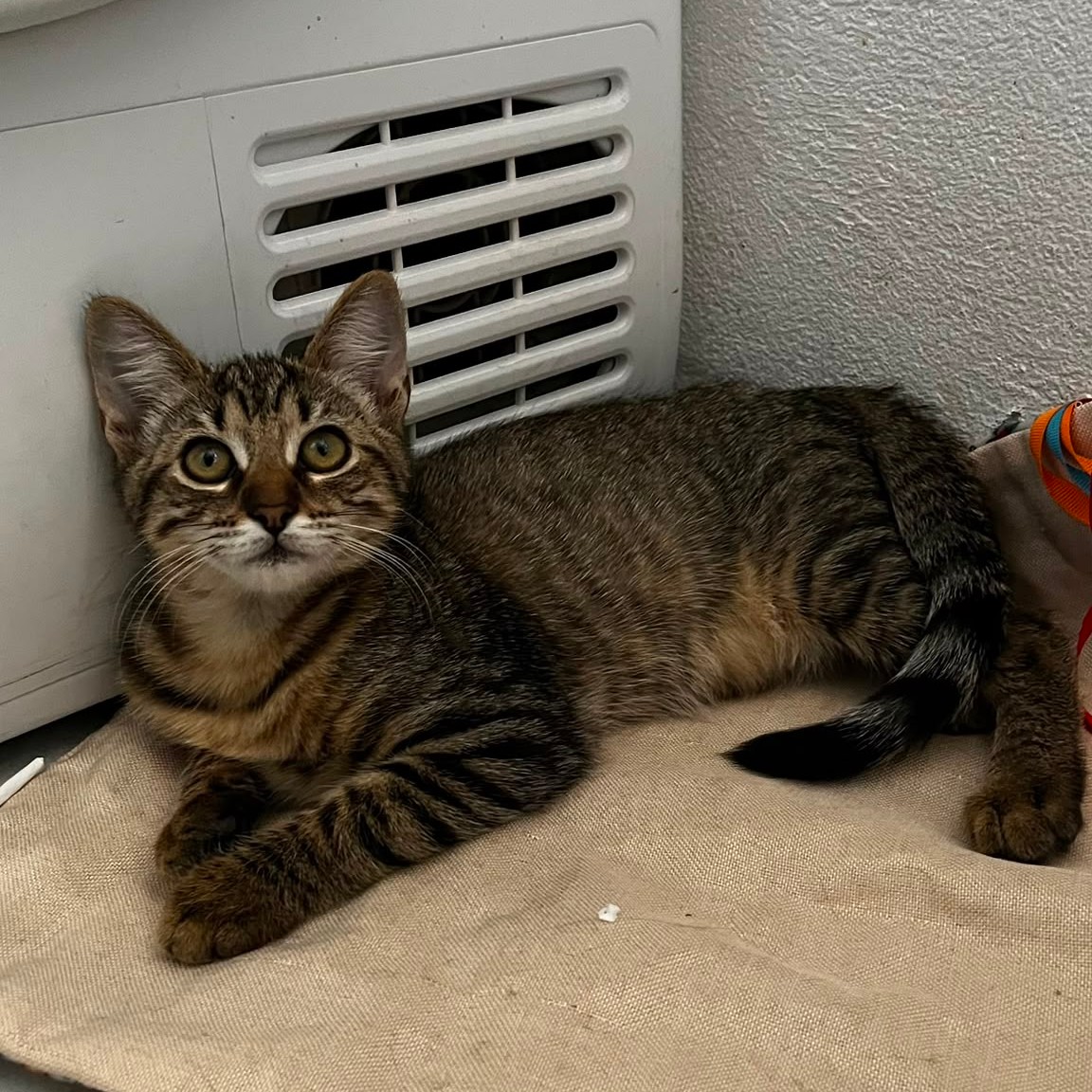BLIZZI – Chaton