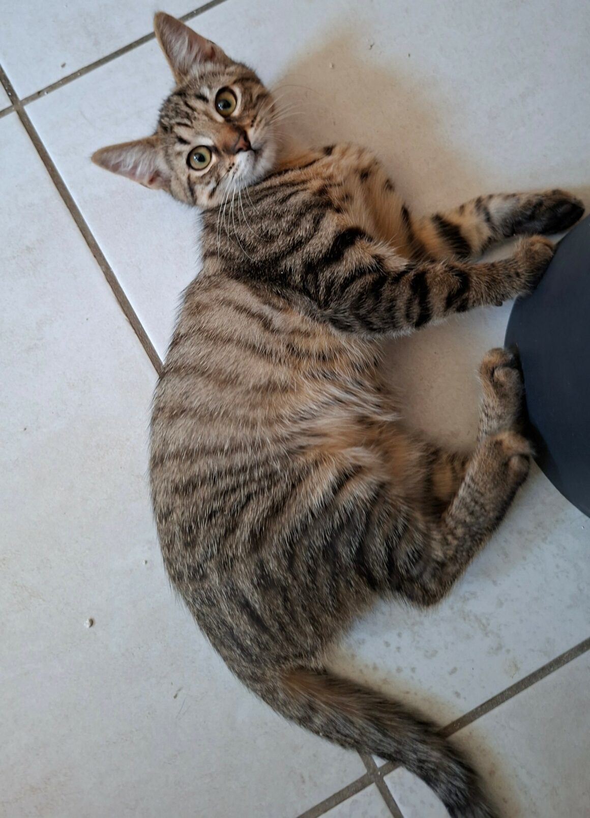 BLIZZI – Chaton