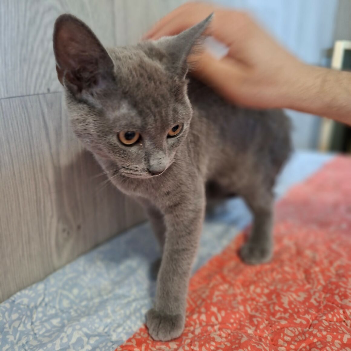 BLUEBERRY – Chaton