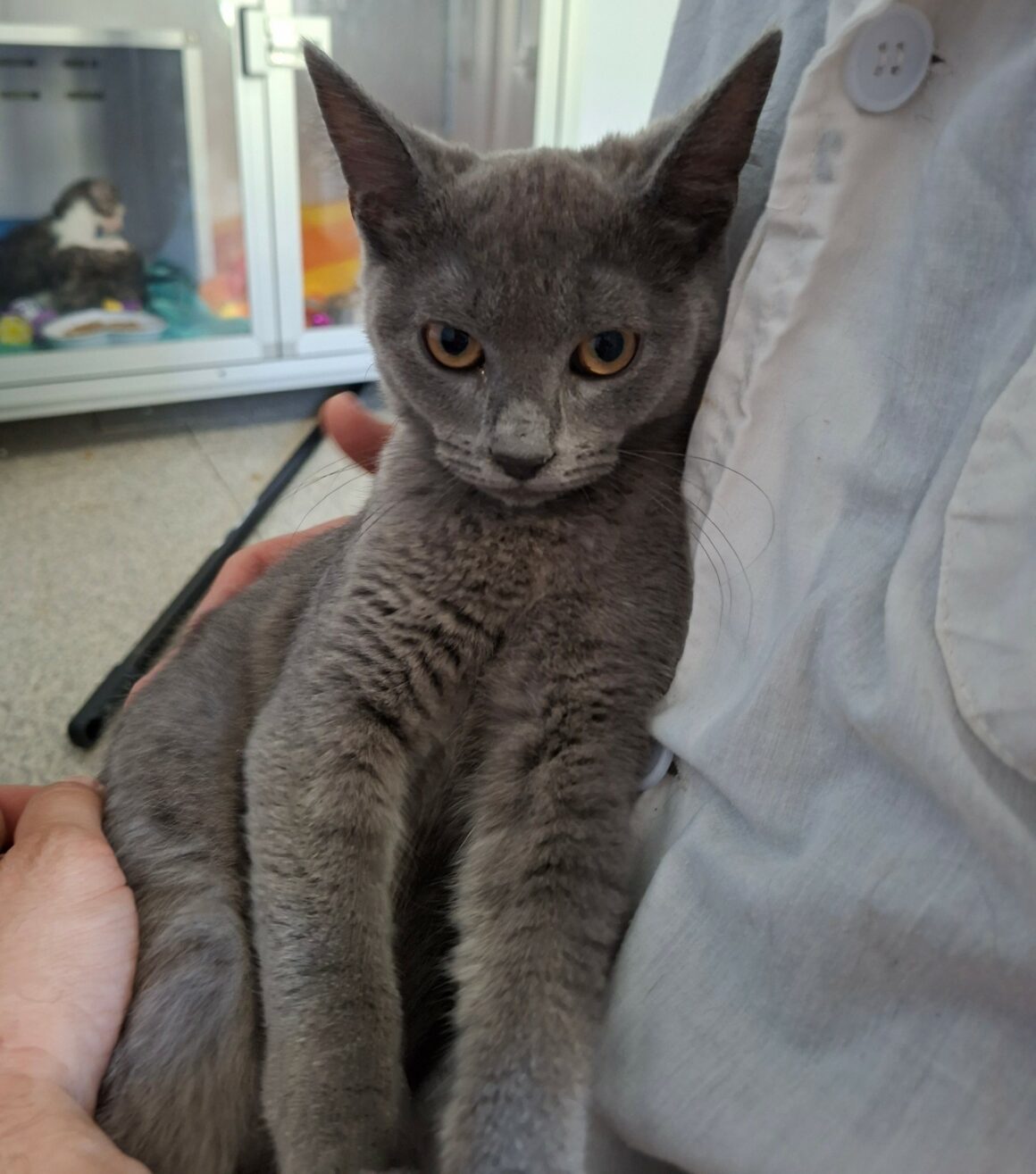 BLUEBERRY – Chaton