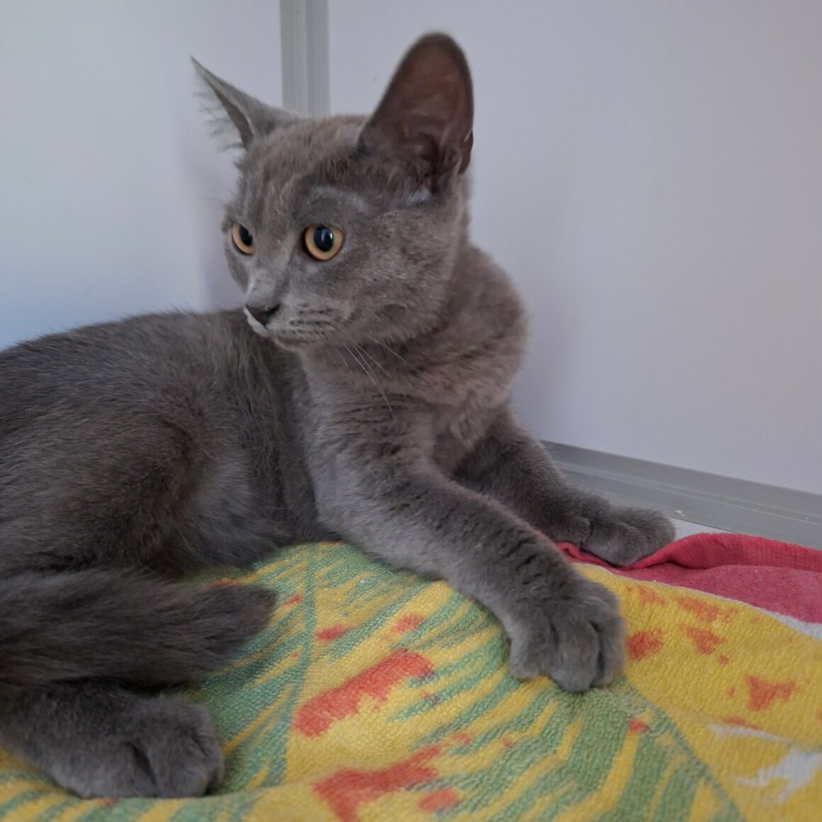 BLUEBERRY – Chaton