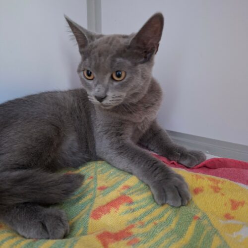 BLUEBERRY 3 BLUEBERRY – Chaton
