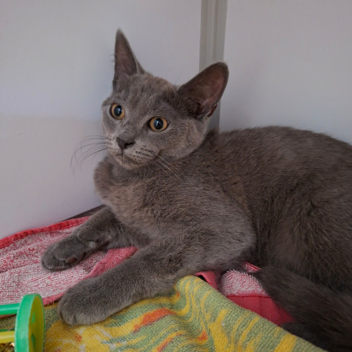 BLUEBERRY – Chaton