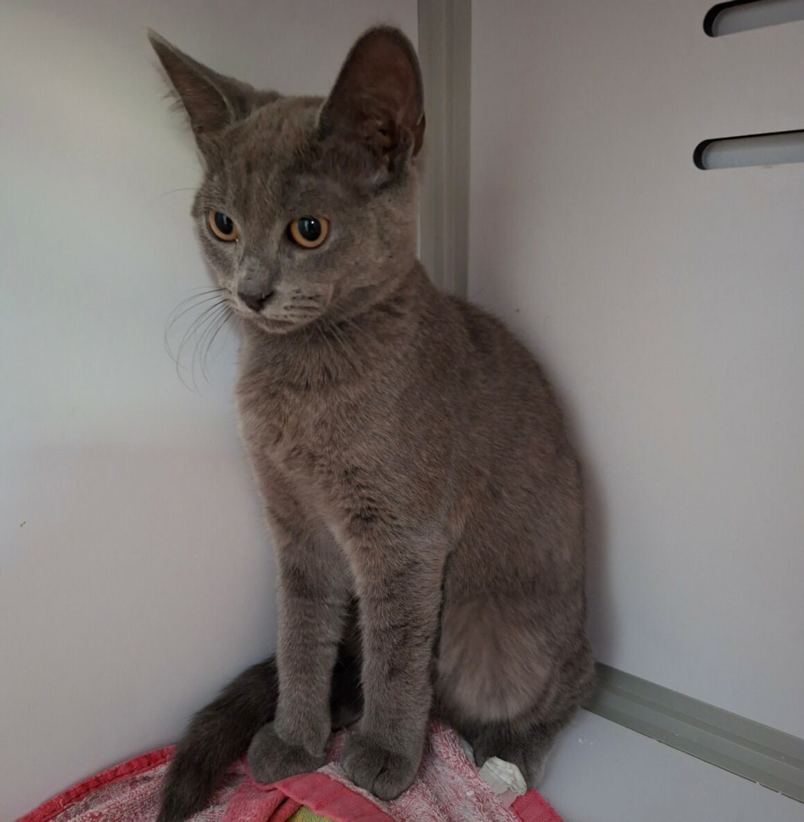 BLUEBERRY – Chaton