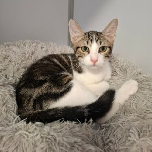 BOMBAY1 BOMBAY – chaton