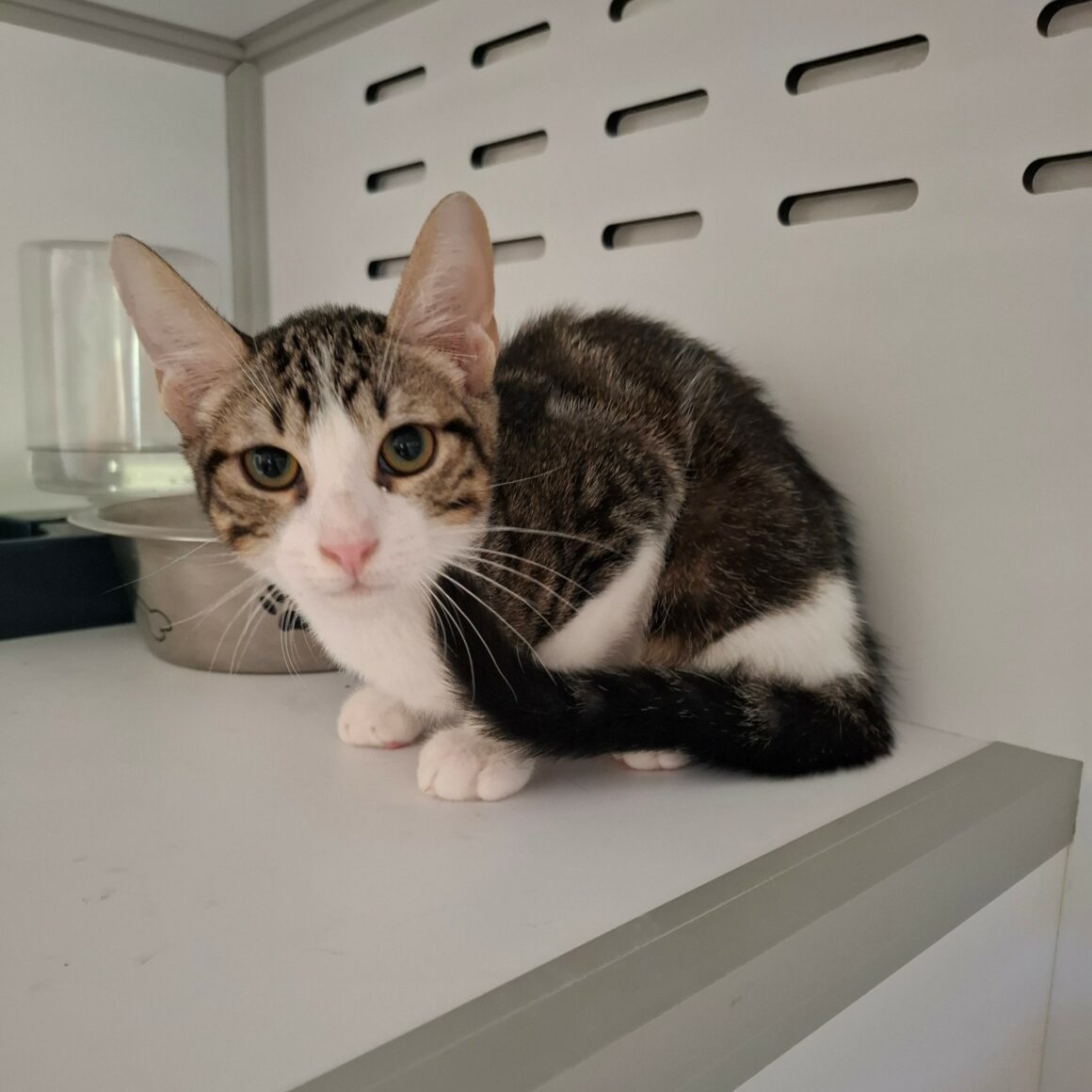BOMBAY – chaton